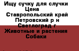Ищу сучку для случки › Цена ­ 1 - Ставропольский край, Петровский р-н, Светлоград г. Животные и растения » Собаки   